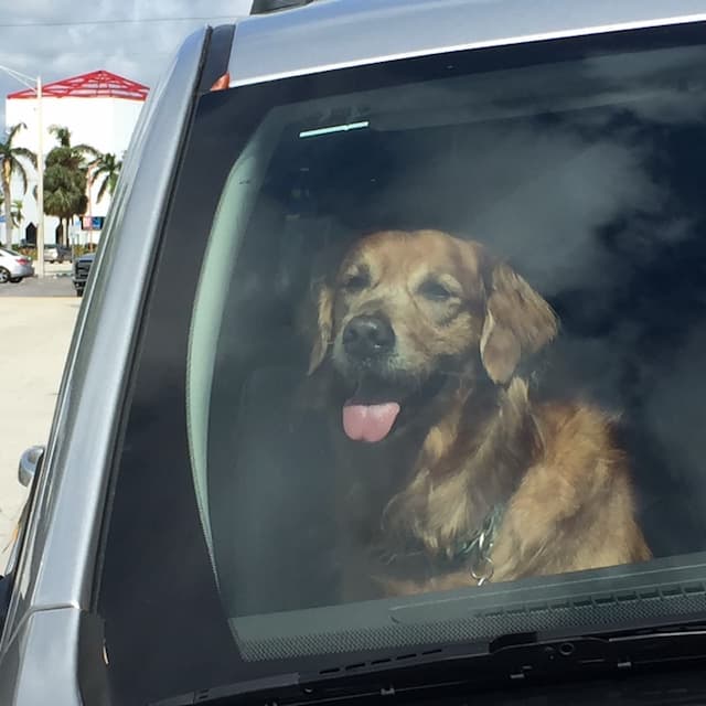dog in hot car