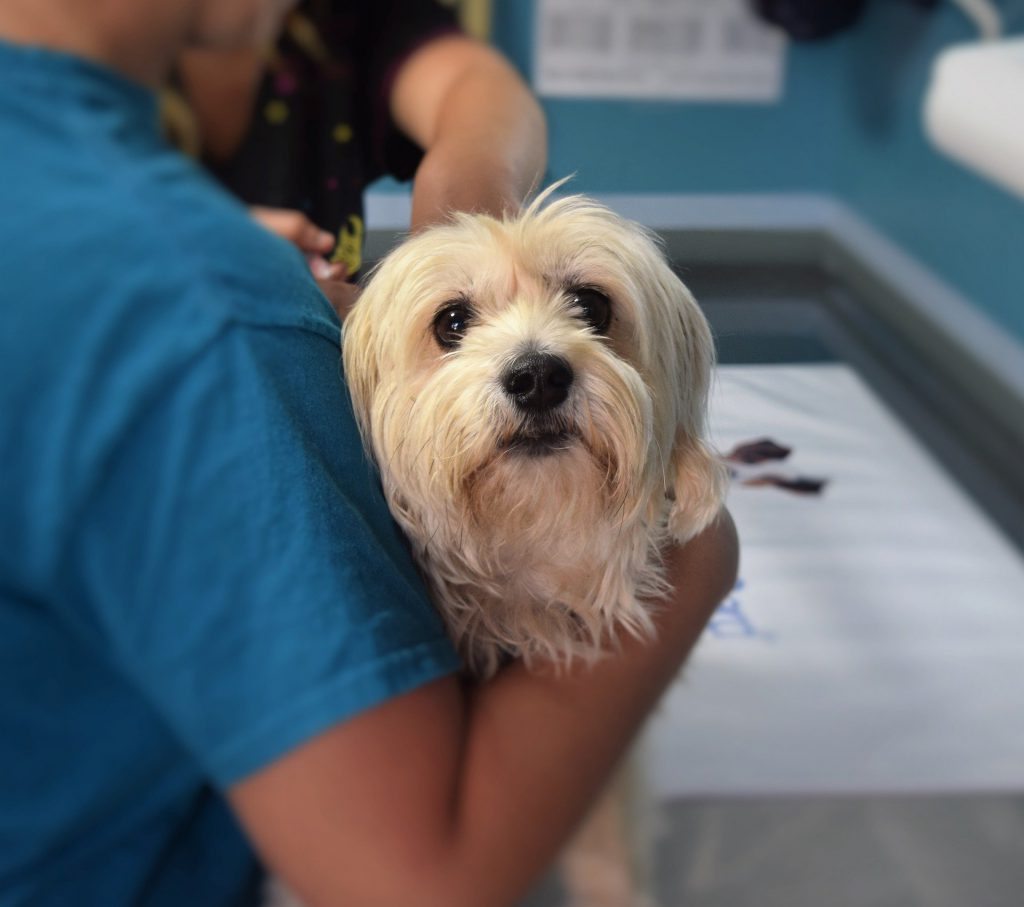 Preparing for Illness when traveling with your dog means a visit to your vet.
