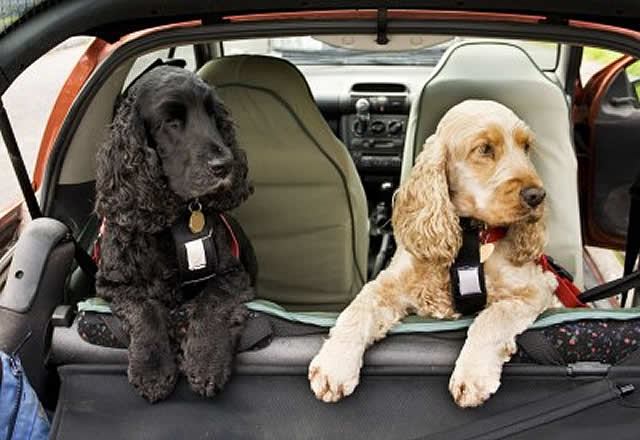 Dogs in back seat