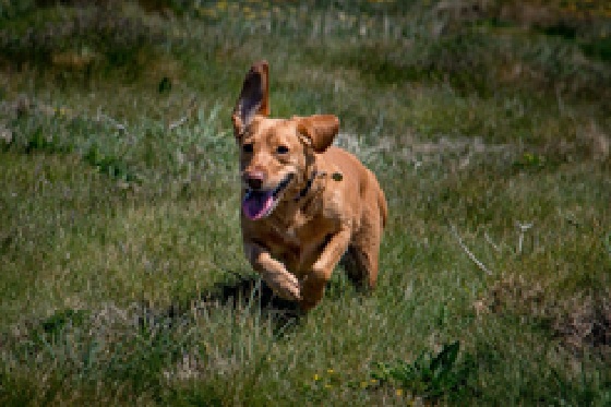 Dog running in Snowdonia