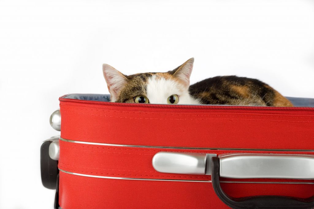 Help your cat be a better traveler