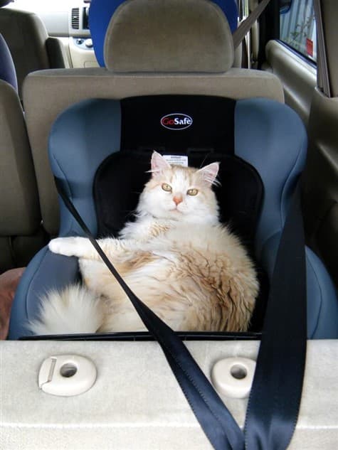 Cat in carseat